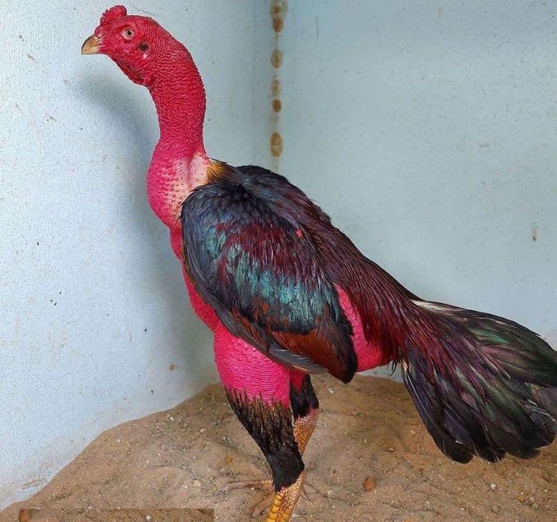 Gà Đòn - Giống gà nổi tiếng tại Việt Nam