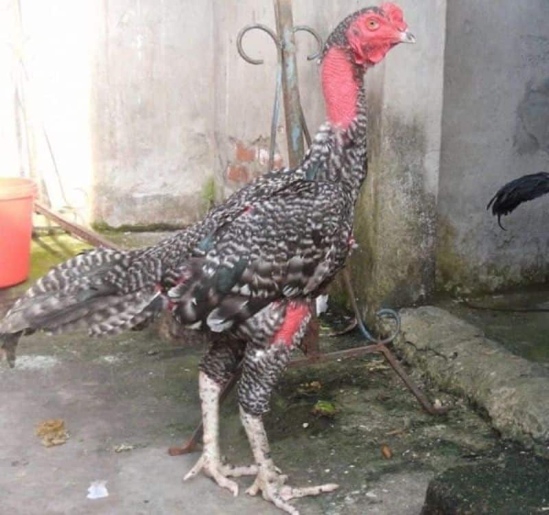 Hình ảnh gà đòn Thổ Hà tại Bắc Giang