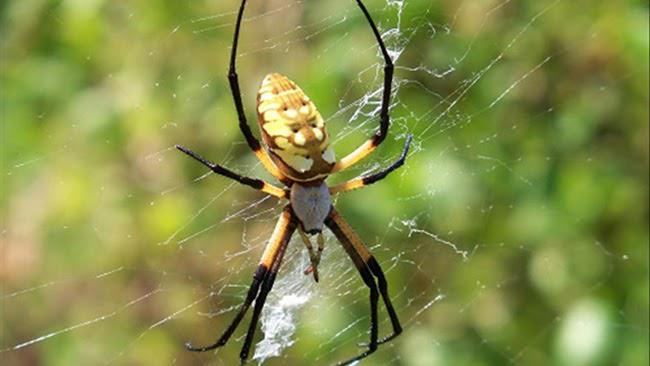 Mộng mị thấy nhện giăng tơ nhằm báo hiệu rằng bạn sắp phát tài