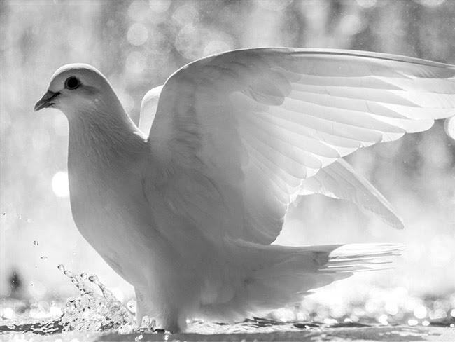 Chiêm bao thấy chim bồ câu trắng đáp vào người mang dự báo về sự xuất hiện của quý nhân