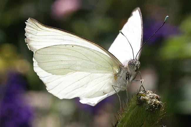 Chiêm bao thấy bướm trắng là điềm dữ mà bạn nên thận trọng
