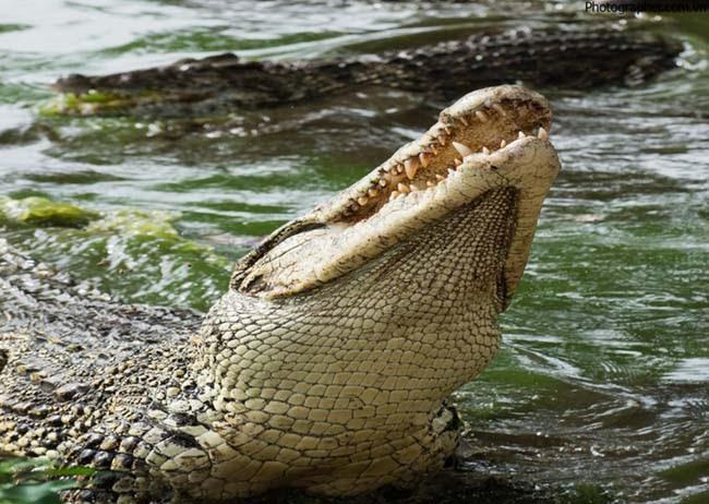Nếu mơ thấy bị cá sấu cắn vào chân bạn nên cẩn thận trong kinh doanh