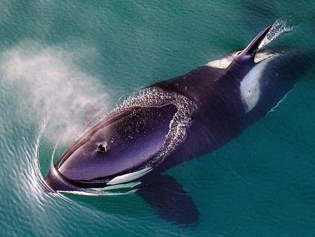 Chiêm bao thấy cá voi đen chính là phản ánh hiện thực của bạn ngay lúc này