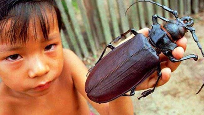 Giấc mộng thấy con côn trùng khổng lồ cho thấy bên trong bạn có thể là đang lo lắng