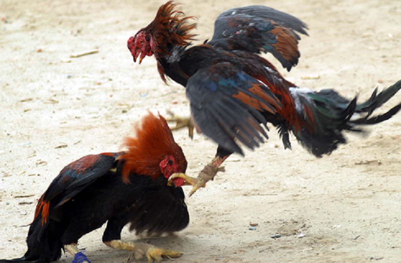 Đá Hồi Mã Thương là một trong những đòn đánh chết gà cực độc