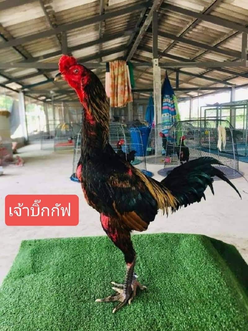Thông tin về dòng gà Phanat Thái Lan