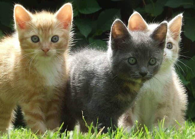 Ý nghĩa giấc mơ thấy mèo đen, mèo vàng, mèo trắng