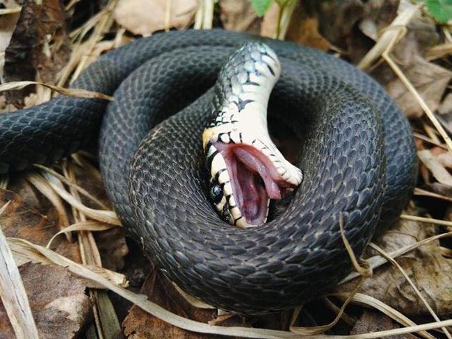 mơ thấy rắn độc chết chứng tỏ rằng thực tại bạn đang có một tinh thần nhiệt huyết