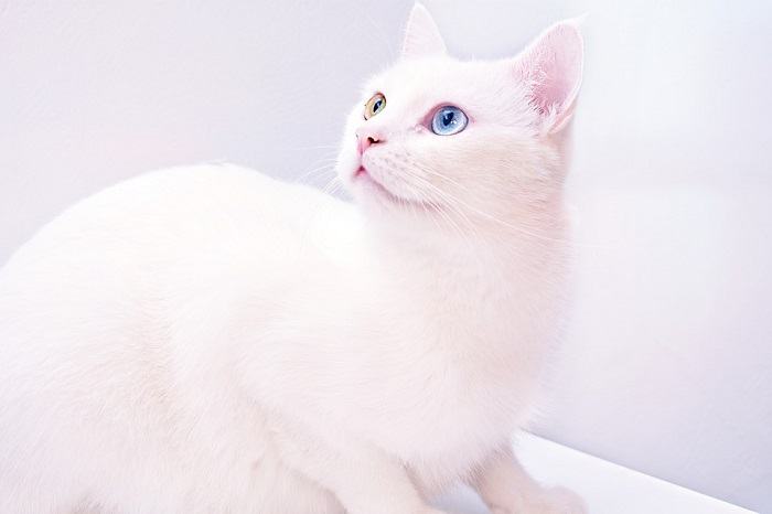 mơ thấy mèo trắng vào nhà