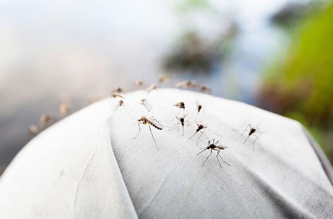 Giải mã ngủ mơ thấy muỗi đánh con gì dễ trúng lớn?