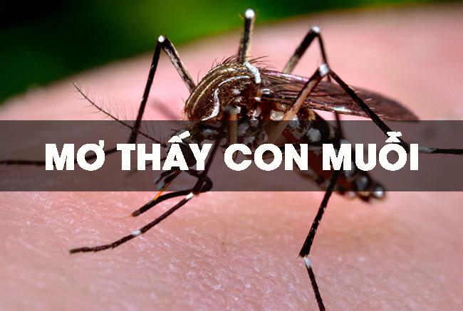 Những giấc mơ cụ thể về loài muỗi này có ý nghĩa ẩn sâu gì?