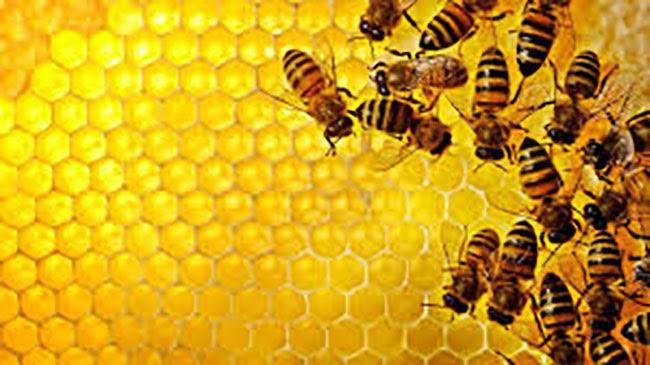Nằm mơ thấy ong đánh con gì dễ trúng hôm nay?