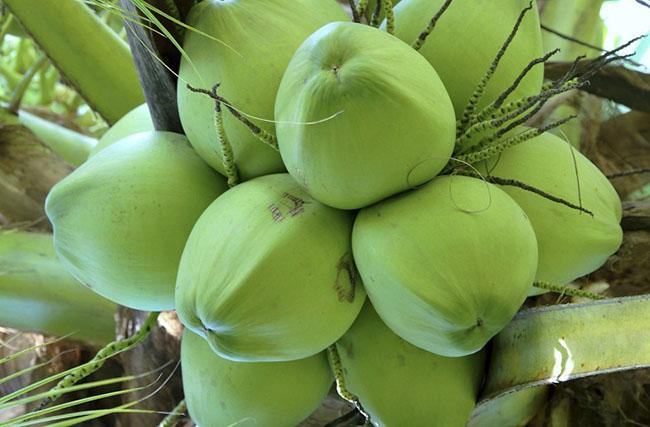 Nằm mơ thấy trái dừa tươi mang ý nghĩa gì ?