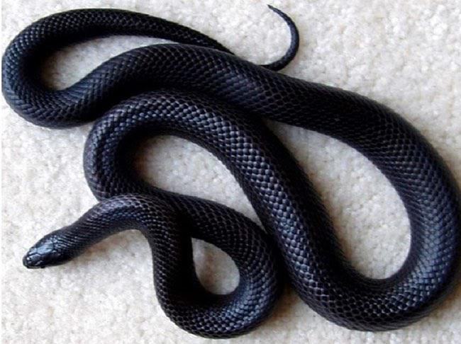 Mơ thấy rắn đen đánh con gì may mắn nhất?