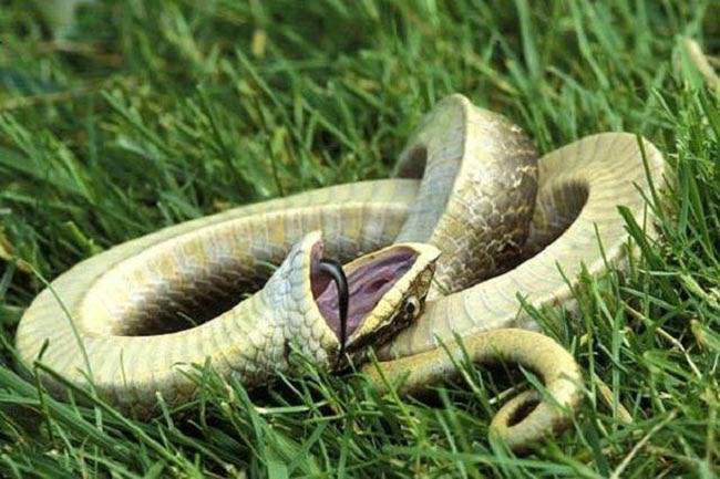 Nằm ngủ mơ thấy rắn chết đánh con gì chuẩn nhất?