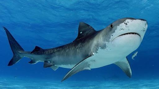 Chiêm bao thấy cá mập tấn công nhau thì bạn cần thận trọn