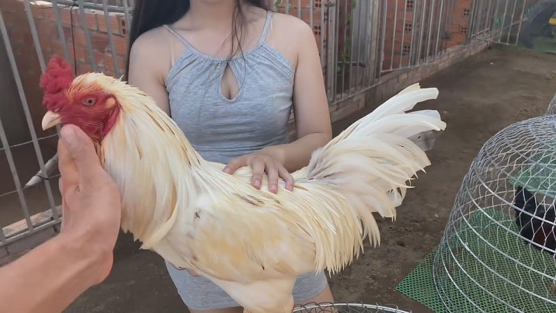 Trại gà chọi Mít Trà Cú chất lượng tại Trà Vinh
