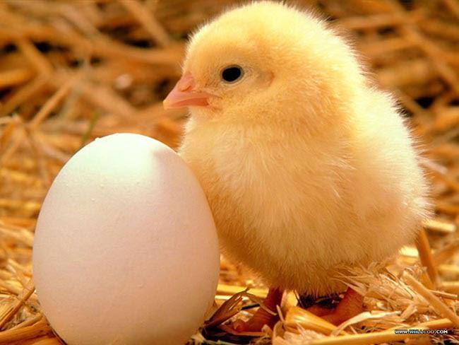 Giải mã giấc mơ thấy trứng gà sắp nở thành con
