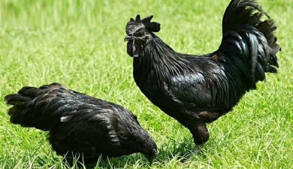 Gà đen H'Mông: Giống gà đen tuyền độc lạ giàu dinh dưỡng của Việt Nam
