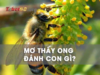 Mơ thấy ong đánh con gì? Luận giải giấc chiêm bao về ong